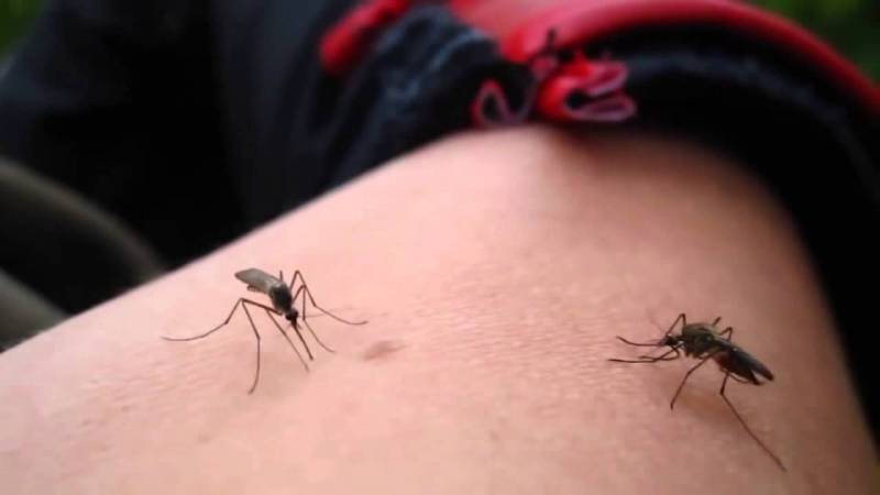 Hidalgo registra más de 100 casos de dengue