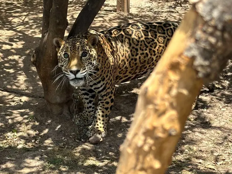 Hallan a jaguar encadenado en domicilio de Sinaloa