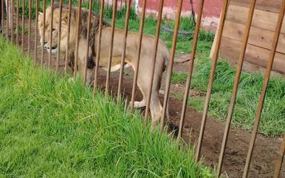 Un león, 5 mapaches y dos perros son rescatados de un domicilio del EDOMEX
